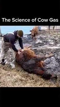 Why Cows Can Explode If They Don't Move 💨🐄