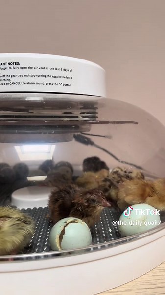 We forget how tiny they are when they first hatch 🥲 11/28 eggs hatched so far and more to come! 🐣 #chicks #quail #cute #babies #fyp