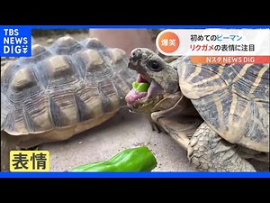 カメが“初めてのピーマン”に苦悶の表情を浮かべる投稿が話題 飼育員も「好みの野菜じゃないのかも…」とポツり｜TBS NEWS DIG