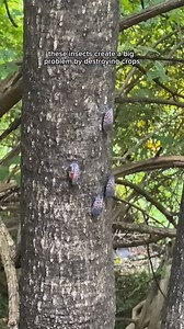 Save your trees with Grandpa Gus’s Bed Bug Killer Spray! While spotted lanternflies may look pretty, they’re devastating for many crops and other plants and trees in the US. The good news? Grandpa Gus’s Natural Bed Bug Killer Spray kills spotted lanternflies quickly and effectively while continuing to be safe for use around kids and pets. Shop now! https://www.grandpagus.com/collections/insect-control/products/natural-bed-bug-killer-spray #GrandpaGus | Grandpa Gus's
