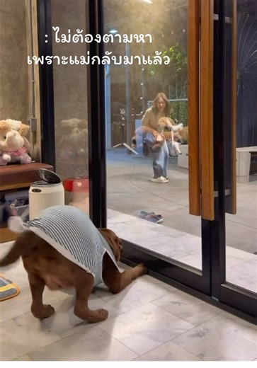 วันละฟายยู้#หมาน่ารัก#สี่ขาแสนรัก#เทรนด์วันนี้#หมาตลก#เดซี่