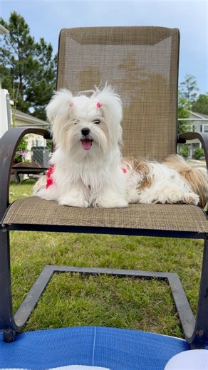 23K views · 614 reactions | Cute Maltese Puppy 殺 #mia #maltese #dog | Life with Small Dogs | Facebook