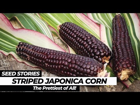 SEED STORIES | Striped Japonica Corn: The Prettiest Of All