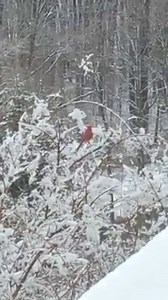 I am going to miss this snow. It was perfect. Absolutely beautiful and didn’t make the roads bad. And look who came to visit ❤️ | Lisa Robertson