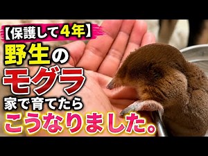 【保護して4年】野生のモグラ、家で育てたらこうなりました。