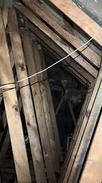 Extreme Possum Infestation – 9 Possums Living in One Roof! 🐾