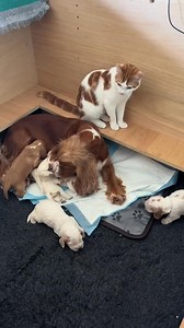 7-Month-Old Kitten Shows Unbelievable Patience with Six Playful Puppies ❤️ | Cat Lover