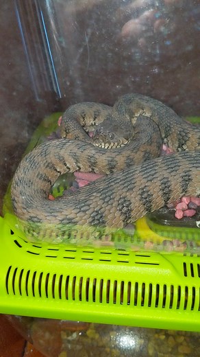 Natrix Maura: Observing a Non-Venomous Snake Species