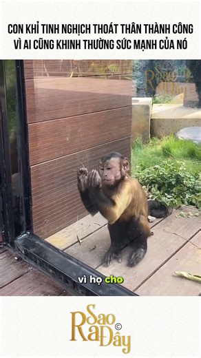 CON KHỈ TINH NGHỊCH THOÁT THÂN THÀNH CÔNG VÌ AI CŨNG KHINH THƯỜNG SỨC MẠNH CỦA NÓ