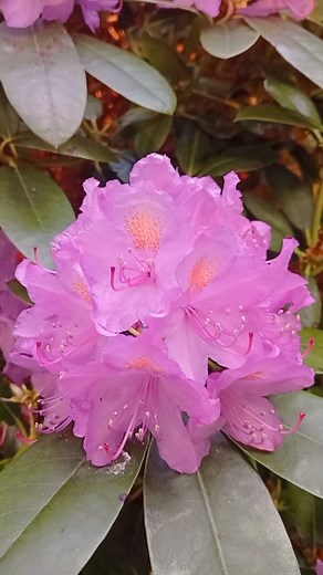 📀🎶 Acéptame como soy – Rafael Orozco & El Binomio de Oro 🎶📀 Una joya del vallenato romántico que toca el alma y despierta recuerdos imborrables. La voz inconfundible de Rafael Orozco nos recuerda que el amor verdadero no exige perfección, solo sinceridad. 💛 Si esta canción marcó un momento especial en tu vida, ¡déjalo en los comentarios! 🔁 Compártela con quienes saben lo que es amar con el corazón abierto. 🎧 Disfruta, siente... y acéptame como soy. #AcéptameComoSoy #RafaelOrozco #BinomioD