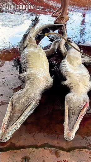 Before removing the skin, they pump air into the crocodile’s body. #crocodile #usa #shorts #funny