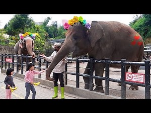 Kasih Makan Gajah dan Naik Kuda di Kebun Binatang