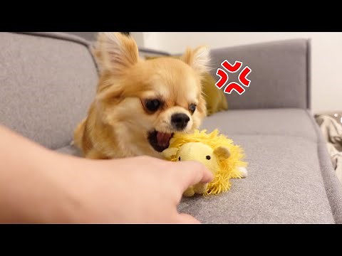 新入りチワワのお気に入りのおもちゃを触ろうとすると...ブチ切れられました