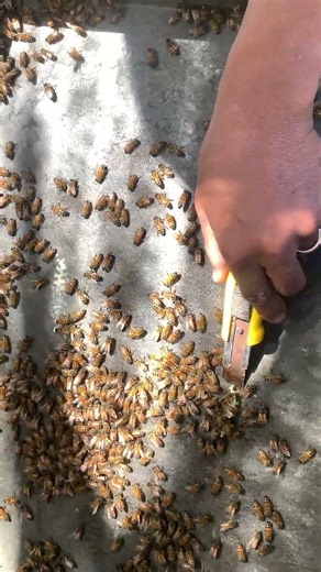 Fixing Beeswax Build 🐝 | Hive Cleaning Made Easy