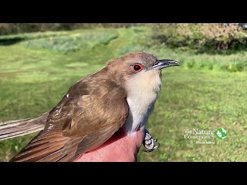 Black-billed Cuckoo | Nature Near You