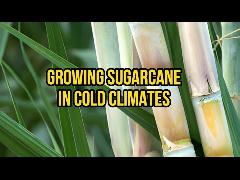 Tips for Growing Sugarcane in Cold Climates: A Guide to Success! ❄️🌿