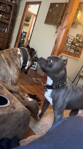 shawnstemper on TikTok