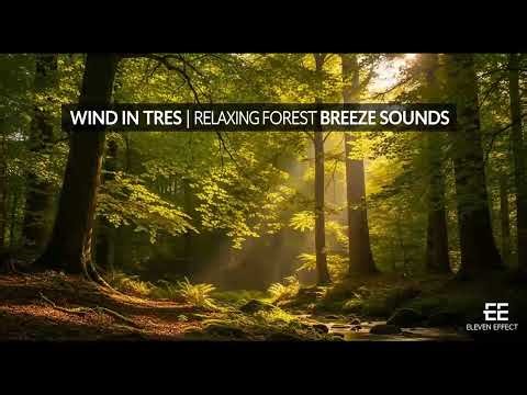 Wind in Trees Ambience | Relaxing Forest Breeze Sounds