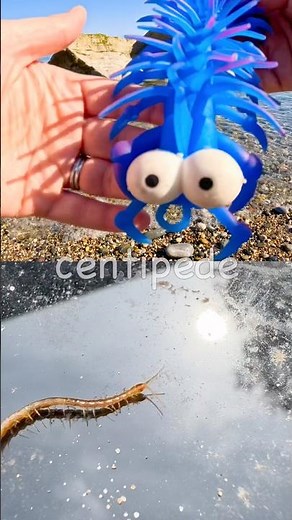 Kids Learn | Bug Insect Names at the Shore: Spider Earthworm Dragonfly Millipede Centipede