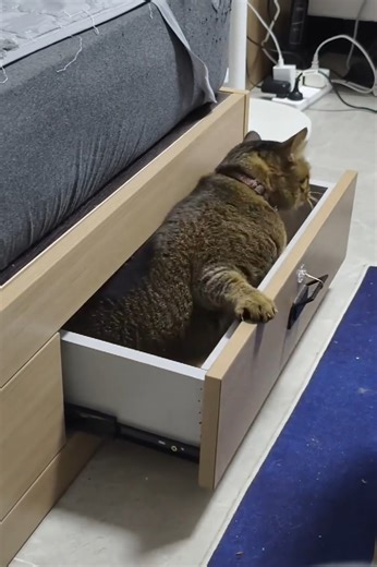 515K views · 10K reactions | Funny Cats Funny Life Latest Funny Cats Shorts CompiLations  -EPS1333 ⁨@CuteAnimalShare⁩ #cats #funnycats #funnypets #funnyanimals #funnyshorts #catsfunny #catsfunnyvideos #cuteanimalshare #catsfunnymoment | Cuteanimalshare | Facebook