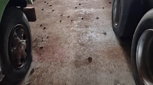 ☠️ POISON PACKS A PUNCH IN MOUSE PLAGUE 🐭 Controversial "napalm poison" Bromadiolone may have been rejected this week - but one farmer is showing another poison can also get the job done. Farmer Jake Hamilton from Condamine in Queensland shared this incredible video of his grain shed just 12 hours post Zinc Phosphide application. He says it's the result of leaving his grain shed unattended for three weeks. The NSW Government's application to allow farmers to use bromadiolone to bait crops was r
