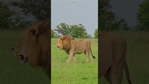 Stunning Lion On The Move Through The Plains