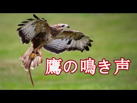 【鳥害対策】 猛禽類 鳴き声