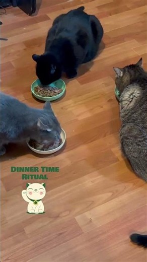 Can I Eat Your Food - Talking House Cats Point of View - Funny Video, Comedy Skit, Adorable Pets