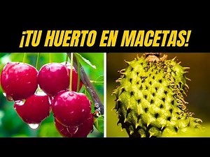 10 árboles frutales que puedes plantar en maceta desde tu casa