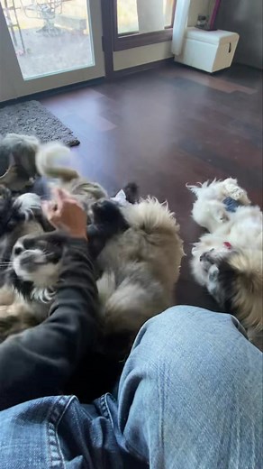 Love on the floor | Liz E.'s Pekingese Rescue and Sanctuary