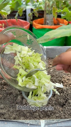 Eggplant care tips by using cabbage peels as homemade fertilizer #eggplant #garden #shorts #farming