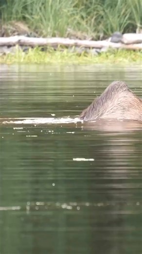 A moose feeds in a small lake on the Kenai Peninsula of Alaska - 📸 Source: @ natt_nature on TikTok All credit are reserved for their respective Owners - - - #moosehunt#moosetracks#moosecrossing#moose#mooseymoose#mooseofinstagram#mooselove#moosefoto#mooseman#mooseontheloose#moosejaw#moosenation#moosemoose#moosephotography#mooselover#moosepainting#moosewatcher#moosesafari#alaskamoose#coloradomoose#canadamoose#shirasmoose#mooserut#mamamoose#moosestatue#canadianmoose | The Moose Meadow