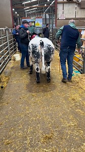 119K views · 1.2K reactions | Selling at €7,300 was the first prize winning Belgian Blue x heifer calf sired by Tattoo VD Sysloberg (BB6703)! Elite Commercial Haltered cattle Sale | Dovea Genetics | Facebook