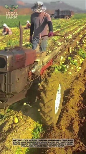 Small Tractor Revolutionizes Potato Harvesting! Farm Life Technology