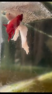 202K views · 2.1K reactions | Betta breeding 殺#eggs #fighter #bettafish | World of Fish | Facebook