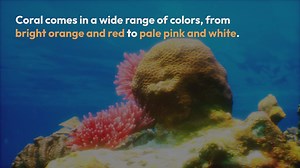 Is coral orange or pink?