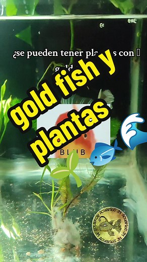 ¿Se pueden tener plantas con goldfish? Consejos y cuidados