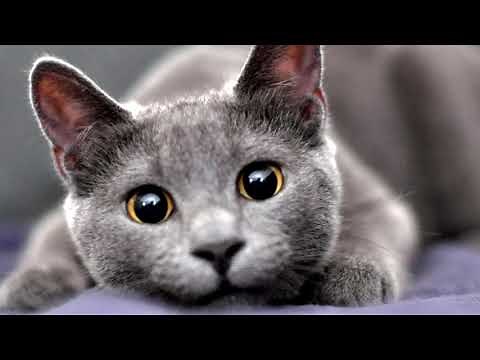 Russian Blue Cat: All About This Breed
