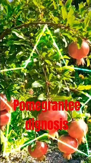 🍎 Pomegranate Fruit Falling – Problem & Solution Guide.