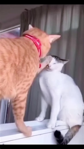 Funny Cats Compilation: Cute & Viral Cat Videos