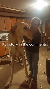 4.7K views · 130 reactions | Meet Titan: The Giant Dog That’s Breaking Every Record 헙헨헟헟 헦헧헢헥헬 헜헡 헧헛험 헖헢헠헠험헡헧헦  | Beautiful Views | Facebook