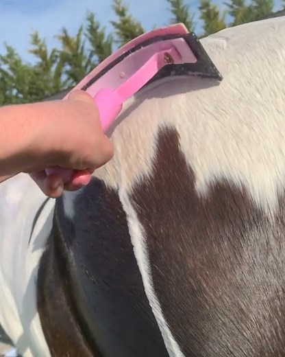 634K views · 944 reactions | Horse sheath cleaning | MetDaan Creative | Facebook