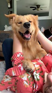 2M views · 56K reactions | Daily Life With a Golden Retriever - Compilation | Tucker Budzyn | Facebook