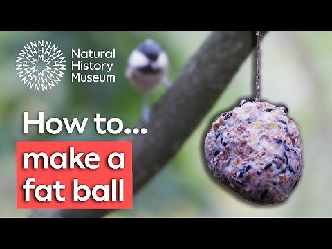 How to make fat balls for birds