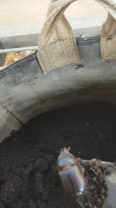 387K views · 2K reactions | Hati-hati pemakaian kohe.... Yang sudah di fermentasi lama aja masih begini, apalagi belum.... pengikut Facebook Griya Anggur Kragan | Griya Anggur Kragan | Facebook