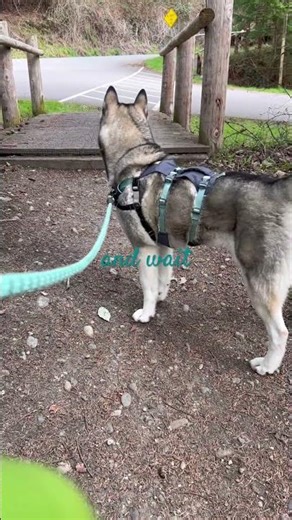 Teaching Focus to Distractable Dogs