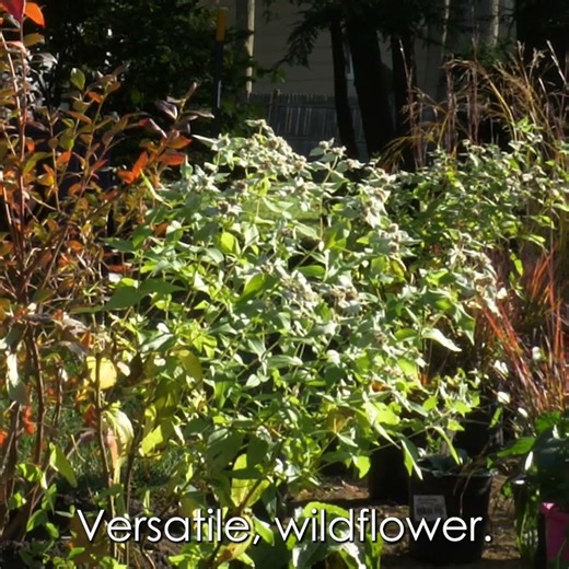 🌿 One of Our Favorite Meadow Plants: Broadleaf Mountain Mint 🌿 #sustainablesolutions #garden