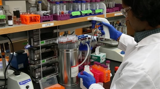 A Fluorogenic Peptide Cleavage Assay to Screen the Proteolytic Activity of Proteases