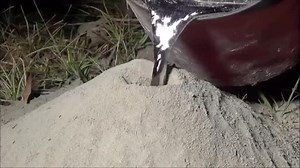Casting a fire ant colony with molten aluminum