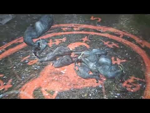 How to get the evil goat in goat simulator free